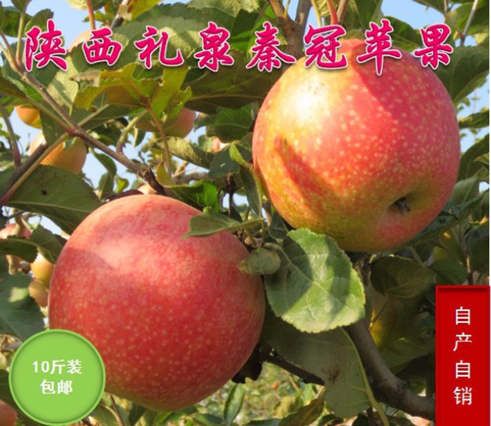 陕西礼泉特产新鲜水果秦冠苹果生态果带皮吃批发10斤包邮
