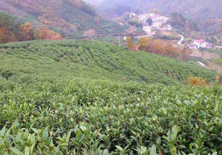 茶园地址:桐城市龙眠山黄燕村 茶庄地址:桐城市文成