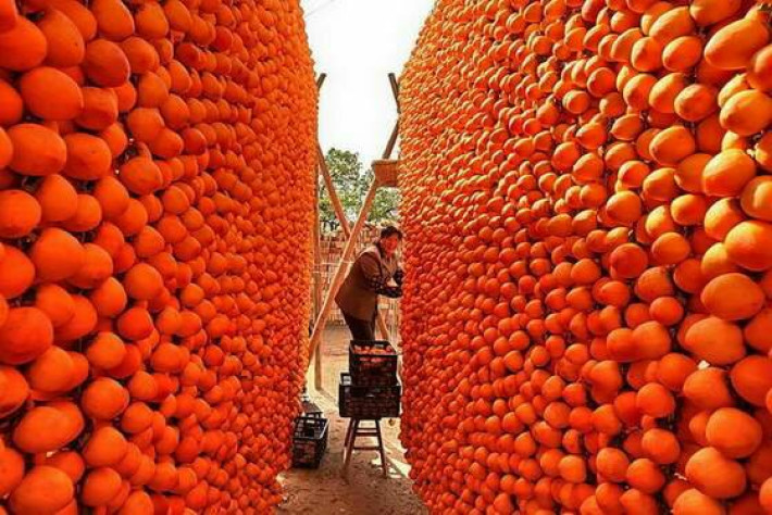 陕西富平县的柿子 图片合集图片