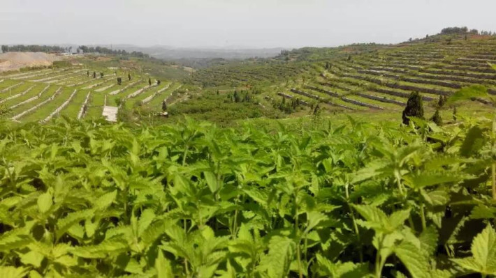 王屋山的馈赠——健康茶饮"仙草"冬凌,咽炎特效茶