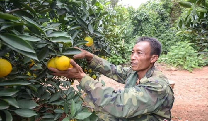 老总卖橙子_橙子卡通图片