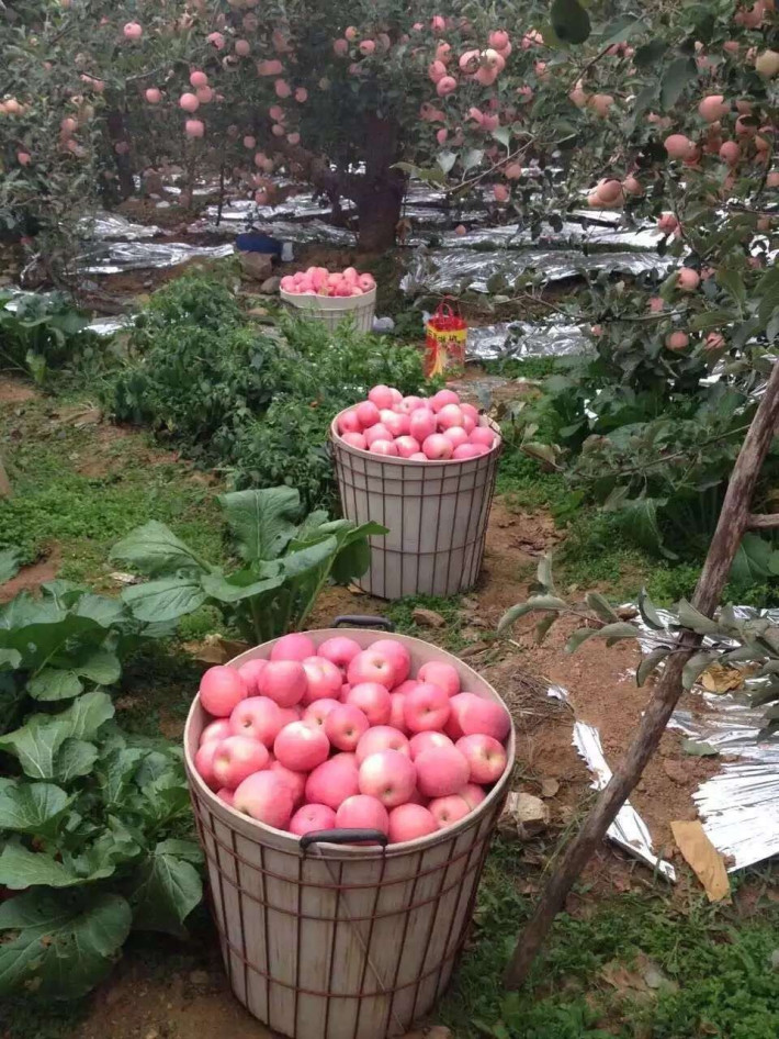 选购一箱苹果,拯救栖霞果农!