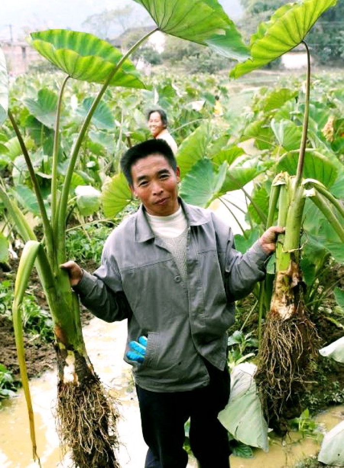 粤北著名特产|乐昌张溪香芋|好芋头,自然新的一年好意头!